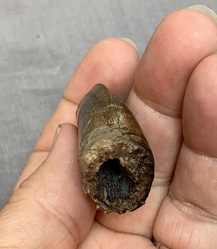 https://www.dinosaurstore.com/wp-content/uploads/StoreProducts/Fossils/DinosaurTeeth/Trex-Tooth-1-view4.jpg