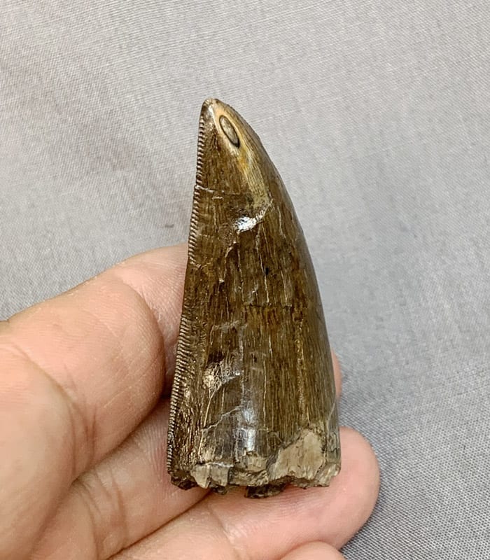 trex tooth fossil