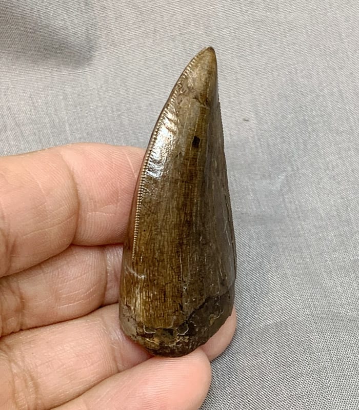 https://www.dinosaurstore.com/wp-content/uploads/StoreProducts/Fossils/DinosaurTeeth/Trex-Tooth-1-view6.jpg