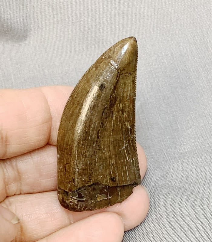 https://www.dinosaurstore.com/wp-content/uploads/StoreProducts/Fossils/DinosaurTeeth/Trex-Tooth-1-view7.jpg