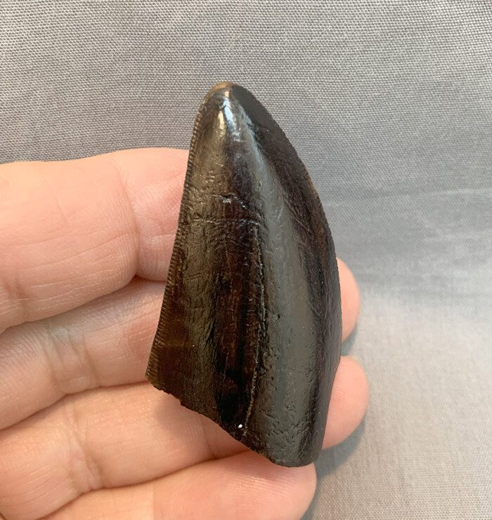 T. rex Dinosaur Tooth Fossil - Image 5