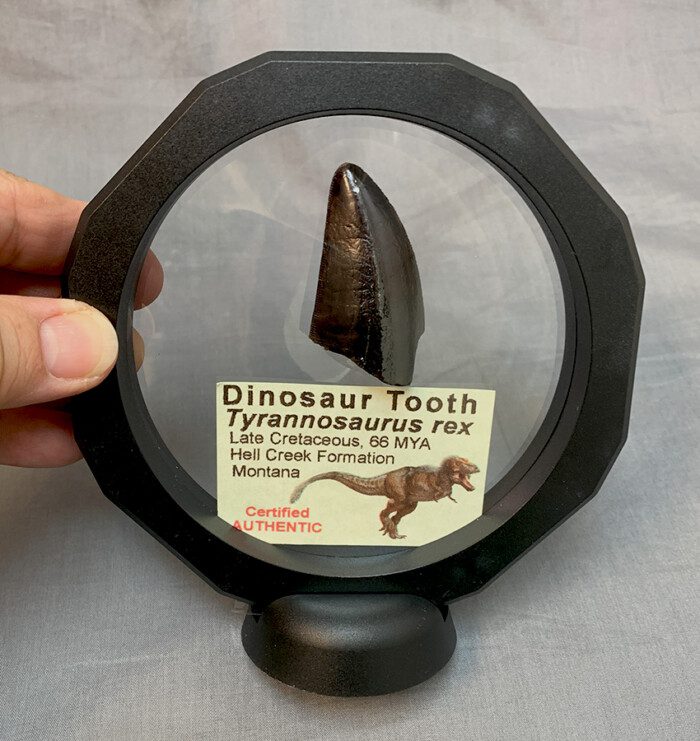 T. rex Dinosaur Tooth Fossil - Image 2