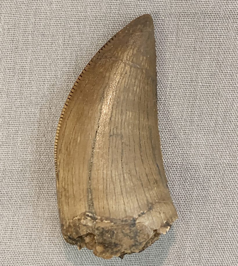T Rex Tooth Fossil Store Emergencydentistry