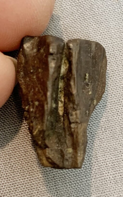 Triceratops-Tooth-54-rear Triceratops tooth - Herbivore