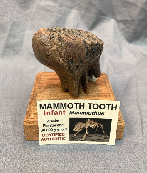Mammoth Tooth from Infant