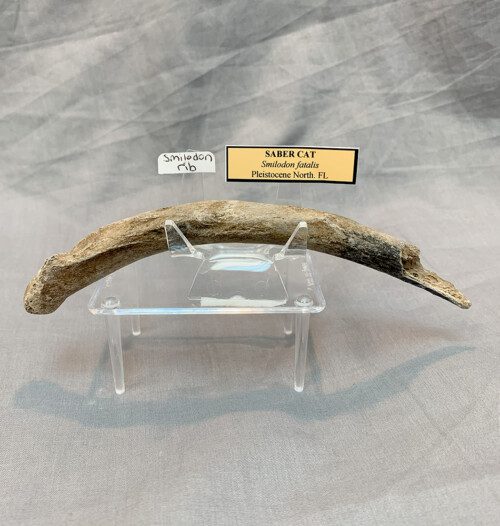 Sabercat Smilodon Rib Fossil