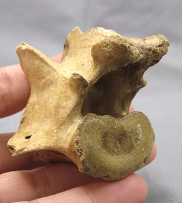 Sabercat Vertebra Florida