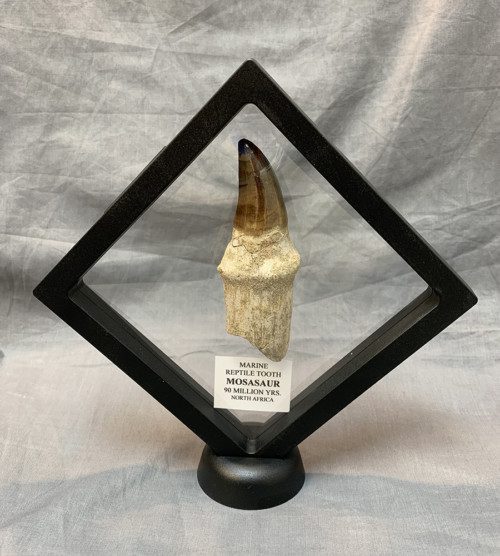 Mosasaur Tooth with natural Root