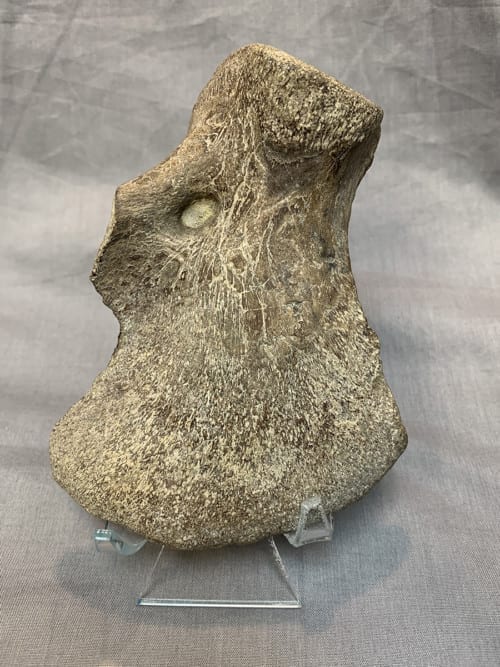 Authentic Tylosaurus Humerus