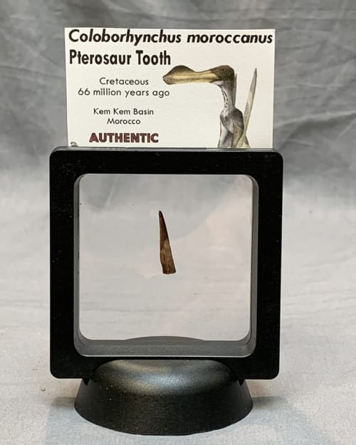 Authentic Pterosaur Tooth
