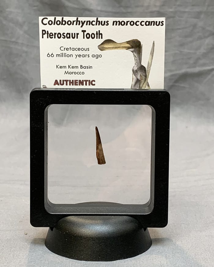 Authentic Pterosaur Tooth