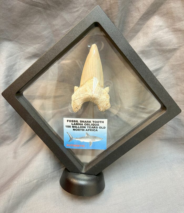 Fossil Lamna Shark Tooth