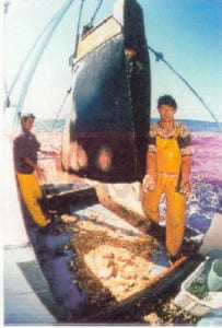 Dredging for shark teeth