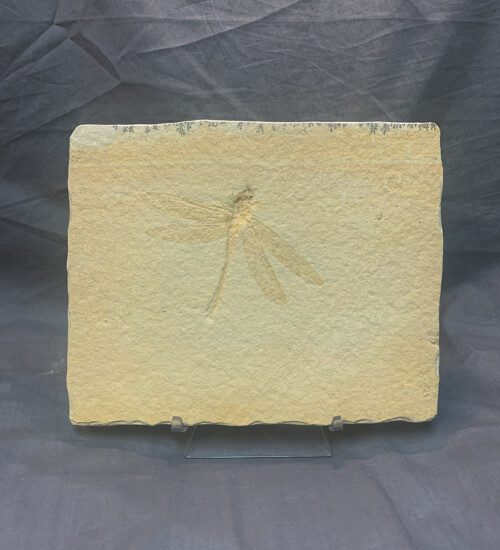Prehistoric Fossil Dragonfly
