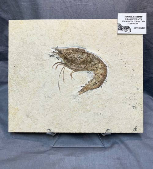 Authentic Fossil Shrimp